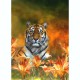CAROL CAVALARIS COLLECTION Wild Tigers